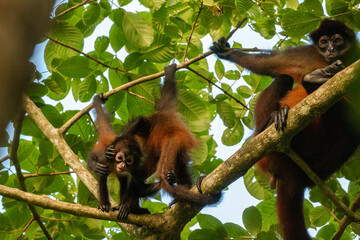 monkey in costa rica