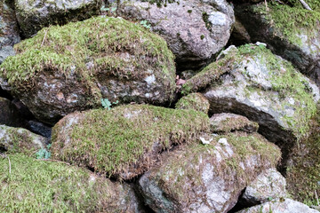 moss on stone