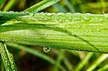 Morning dew.
The beauty of the morning dew on the leaves