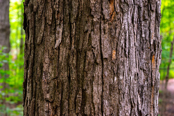 tree bark texture