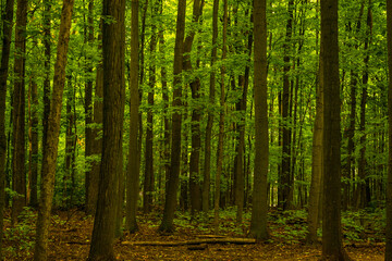 green forest in the morning