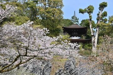 sakura blossoms in Ishiyamadera temple