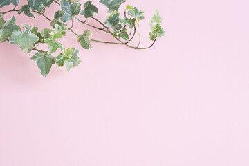 Obraz na płótnie Canvas 植物　葉　アイビー　つた　背景　フレーム　ピンク色　コピースペース