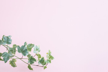 植物　葉　アイビー　つた　背景　フレーム　ピンク色　コピースペース