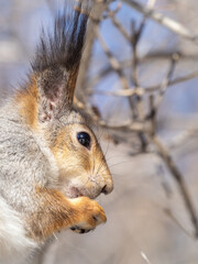 Obraz premium The squirrel with nut sits on tree in the winter or late autumn. Portrait of the squirrel close-up