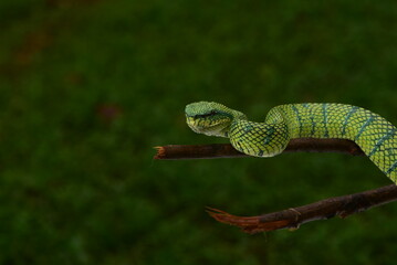 Tropidolaemus subannulatus, Bornean keeled green pit viper is a venomous pit viper species native...