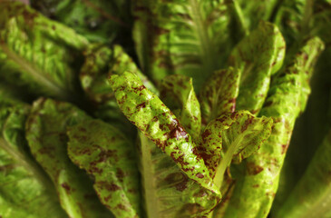 fresh eco-friendly spotted lettuce leaves royal feast close-up