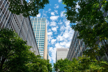 Fototapeta na wymiar 並木道と高層ビル、東京の都市風景。