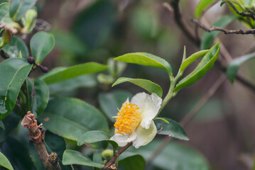 Green tea tree Flower fresh leaves in eco herbal farm. Tree tea plantations in morning sun light. Freshness herbal natural garden farmland. Drinking organic relax. Green tea tree in farm