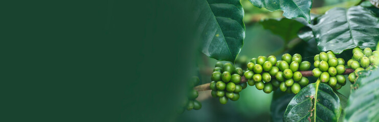 Banner Green coffee bean berry plant fresh raw seed coffee tree growth in eco organic farm....