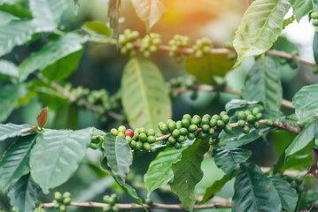 Green coffee bean berry plant fresh raw seed coffee tree growth in eco organic farm. Close up Green...