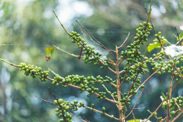 Green coffee bean berry plant fresh raw seed coffee tree growth in eco organic farm. Close up Green seed berries harvest arabica coffee garden. Fresh coffee bean green leaf bush ecology berry plant