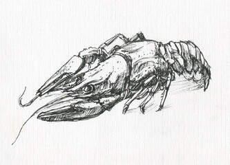 crayfish in the technique of graphic study - 529940016
