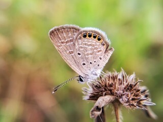 Fototapeta premium butterfly on a flower