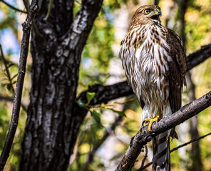 Angry Falcon