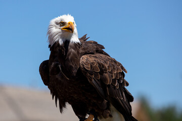 Bald eagle determined without fear