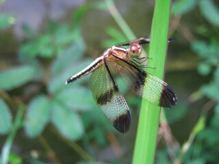 close up of a dragonfly on a leaf