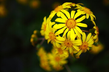 A splendid bouquet of yellow flowers in full bloom on black background (farfugium japonicum)