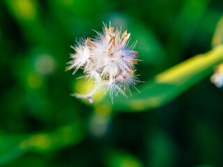 beautiful forest nature