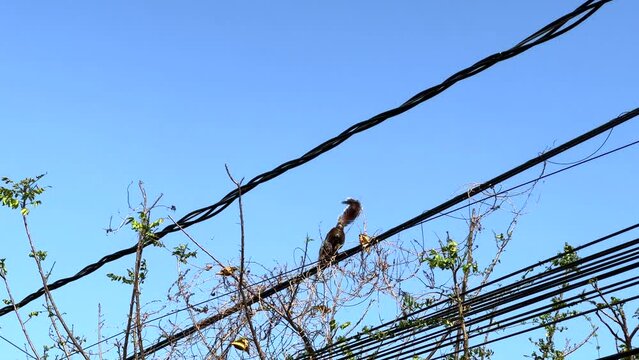 Urban Squirrel Walking Forward Along High Up Electric Wire Over Tree Branches, Tracking Low Angle View of Rodent Animal Behavior in Nature, Blue Sky in Background