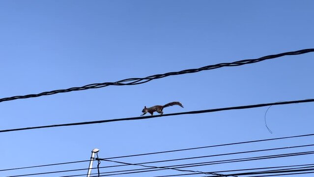 Urban Squirrel Walking Forward Along High Up Electric Wire, Panning Low Angle View of Rodent Animal Behavior, Blue Sky in Background