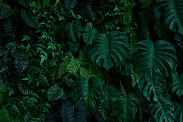 Naklejka na ściany i meble Creative nature leaves background, tropical leaf banner or floral jungle pattern concept.