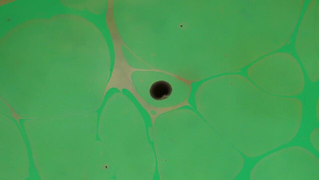 The art of marbling, which is an ornamental art. It is making patterns with paints on water condensed with tragacanth and transferring these patterns onto paper.