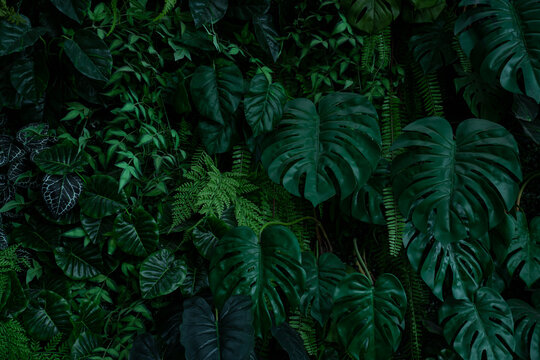 Creative nature leaves background, tropical leaf banner or floral jungle pattern concept. © kelvn
