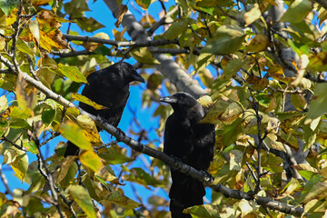 A pair of northwestern crows (Corvus caurinus) in an Alaska cottonwood tree.