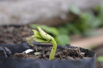 green sprout