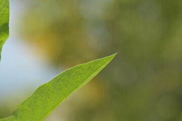 green leaf with water drops