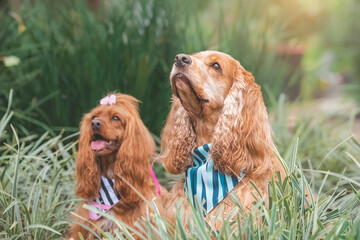 breed dog   cocker spaniel