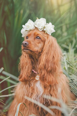 breed dog   cocker spaniel