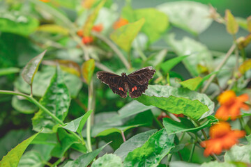 butterfly on a flower