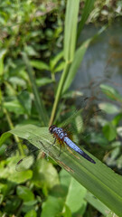 dragonfly on a leaf