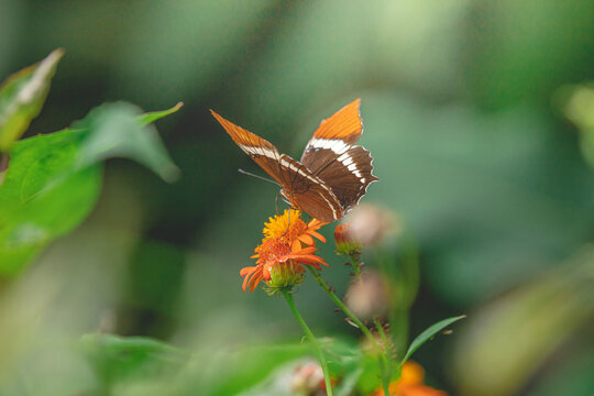 butterfly on flower