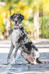 breed dog Gran dan&eacute;s, great dane, breed dog 