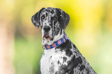 breed dog Gran danés, great dane, breed dog 