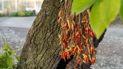農家の木に掛けられた乾燥赤トウガラシ唐辛子