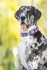 breed dog Gran dan&eacute;s, great dane, breed dog 