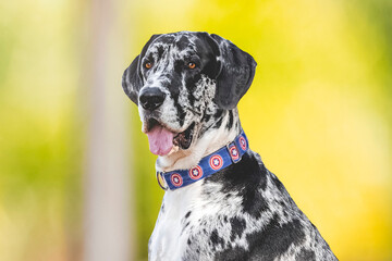 Gran danés, great dane, breed dog 