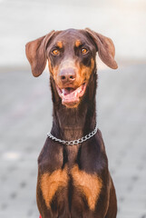 breed dog Doberman