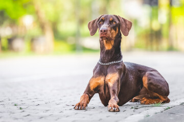 breed dog Doberman