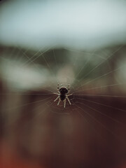 spider on web