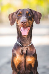 breed dog Doberman