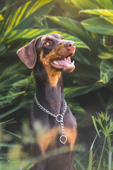 breed dog Doberman