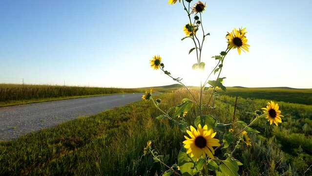 prairie ranch sunflowers sway and grow on the side of a gravel road under a cloudless blue sky at sunset