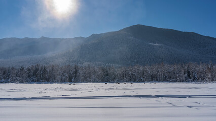 A herd of horses is grazing in a snowy valley. The trees in the forest and on the mountain slope are covered with hoarfrost. The sun is shining in the blue sky. Frosty haze in the air. Altai