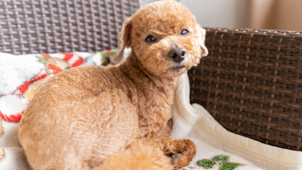 椅子に座って見つめるトイプードルの老犬