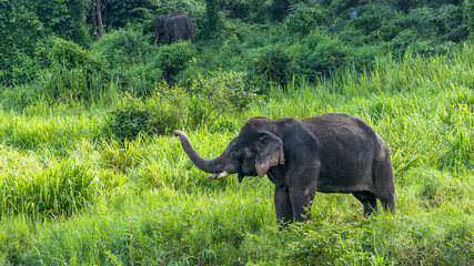Asia Elephant in Thailand, Asia Elephants in Chiang Mai. Elephant Nature Park, Thailand.